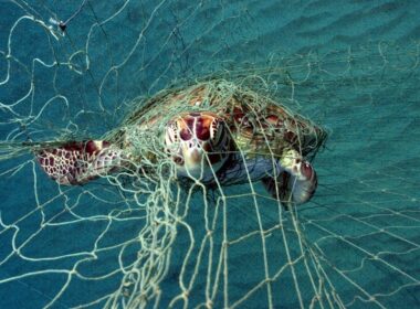 bycatch