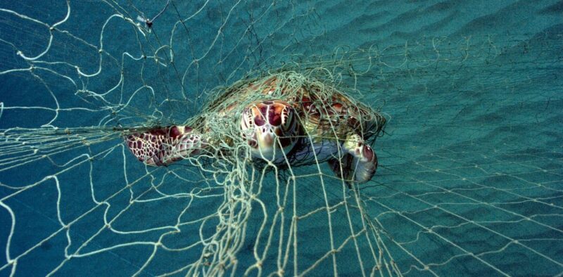 bycatch