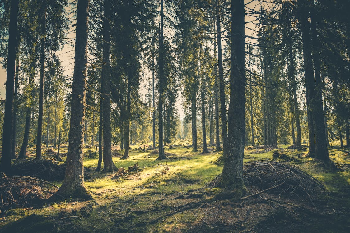 Mladé stromy sú tak odolnejšie | Zdroj: Pexels