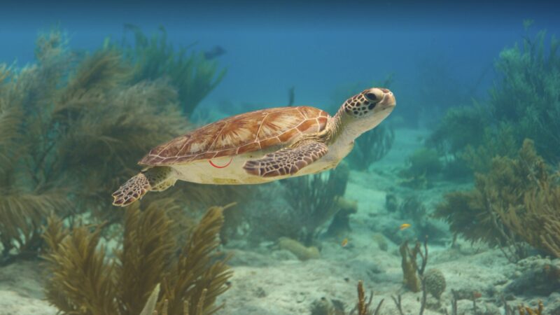 Our Oceans