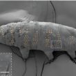 tardigrada